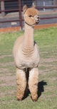 alpaca for sale