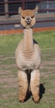 alpaca for sale