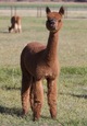 alpaca for sale