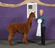 alpaca for sale