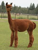 alpaca for sale