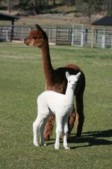 alpaca for sale