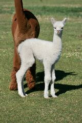 alpaca for sale