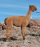 alpaca for sale