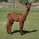 alpaca for sale