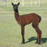 alpaca for sale