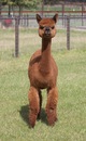 alpaca for sale