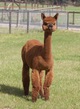 alpaca for sale