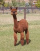 alpaca for sale