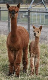 alpaca for sale