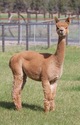 alpaca for sale
