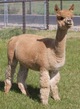 alpaca for sale