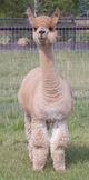 alpaca for sale
