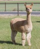 alpaca for sale
