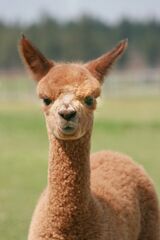 alpaca for sale