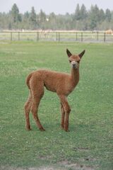 alpaca for sale
