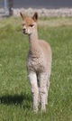alpaca for sale