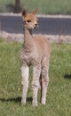 alpaca for sale