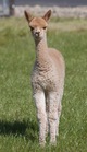 alpaca for sale