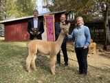 alpaca for sale
