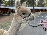 alpaca for sale