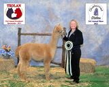 alpaca for sale