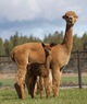 alpaca for sale