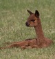 alpaca for sale