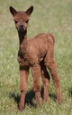 alpaca for sale