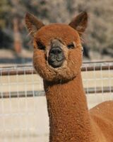 alpaca for sale