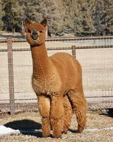 alpaca for sale