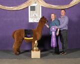 alpaca for sale