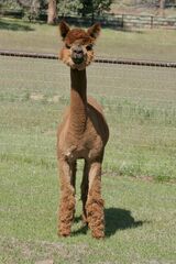 alpaca for sale