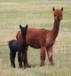 alpaca for sale