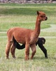 alpaca for sale