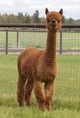 alpaca for sale
