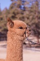 alpaca for sale