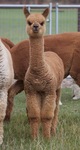 alpaca for sale