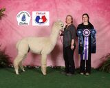 alpaca for sale