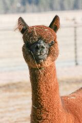 alpaca for sale