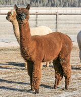 alpaca for sale