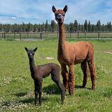 alpaca for sale
