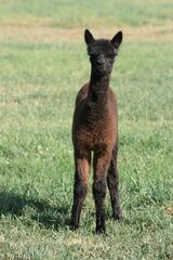 alpaca for sale