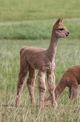 alpaca for sale
