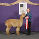 alpaca for sale