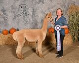 alpaca for sale