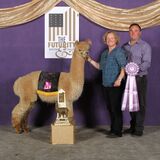 alpaca for sale