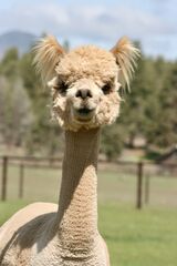 alpaca for sale