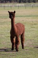 alpaca for sale