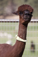 alpaca for sale